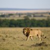 Löwe, Masai Mara