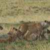 Löwenfamilie, Masai Mara