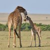 Massai-Giraffen, Masai Mara