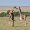 Massai-Giraffen, Masai Mara