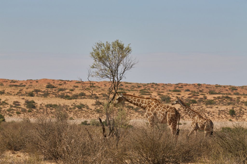 Giraffen, Auob River
