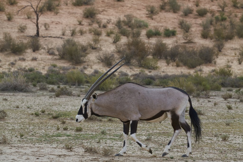 Oryx-Antilope, Nossob River