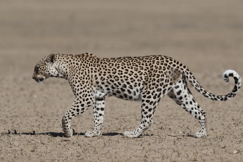 Leopardin, Bedinkt