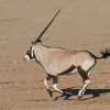 Oryx-Antilope, Nossob River
