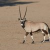 Oryx-Antilope, Nossob River