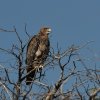 Raubadler/Tawny Eagle, Auob River