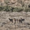 Gepardin mit Jungen, Nähe Urikaruus