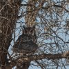 Nordbüscheleule/White-faced Scops Owl, Auob River