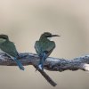 Schwalbenschwanzspinte/Swallow-tailed Bee-eaters, Auob River