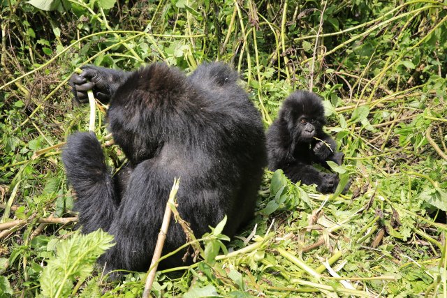 Gorillas, Susa-Gruppe, Parc National des Volcans