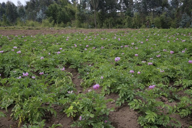 Kartoffelfeld, Ruanda