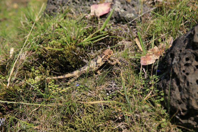 Zwergchamäleon, Ruanda