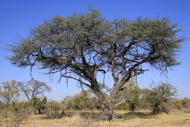 Leopardin und Riedbock, Khwai-Gebiet