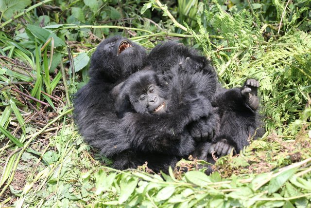 Gorillas, Pablo-Gruppe, Parc National des Volcans