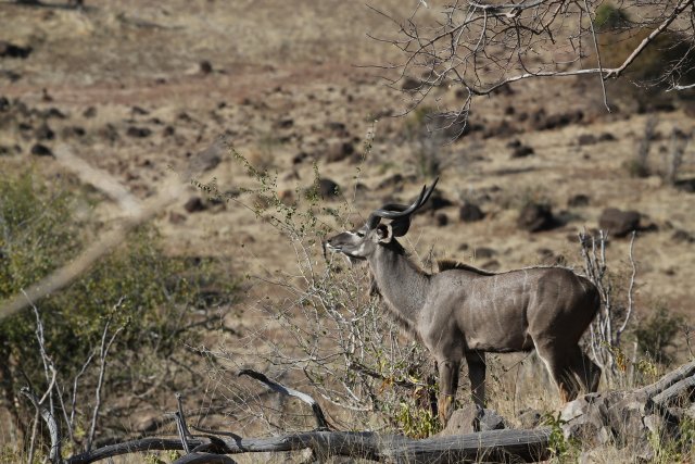 Grosser Kudu, Chobe NP