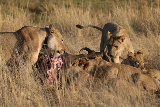 Löwenrudel beim Fressen, Chobe NP