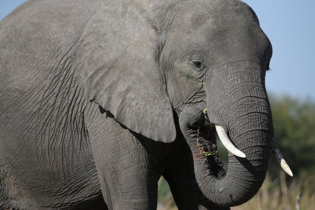 Elefant, Chobe NP