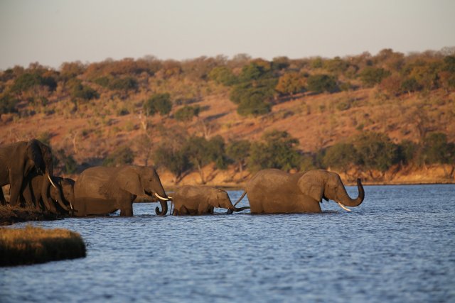 Elefanten, Chobe NP