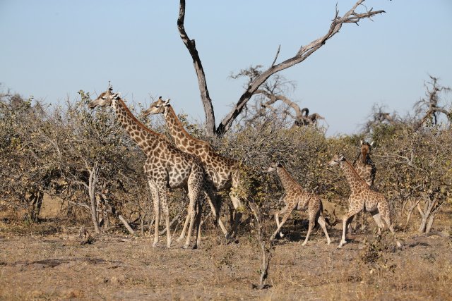 Giraffen, Khwai-Gebiet