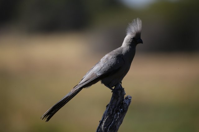 Graulärmvogel, Khwai-Gebiet