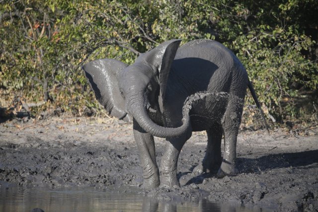 Elefant, Khwai-Gebiet