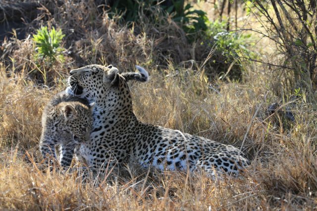 Leopardin mit Baby, Khwai-Gebiet