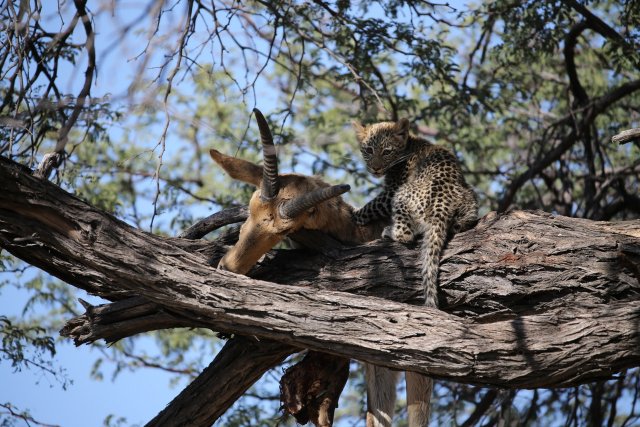 Leopardenbaby und Riedbock, Khwai-Gebiet