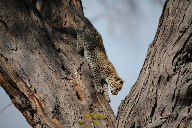 Leopardenbaby, Khwai-Gebiet