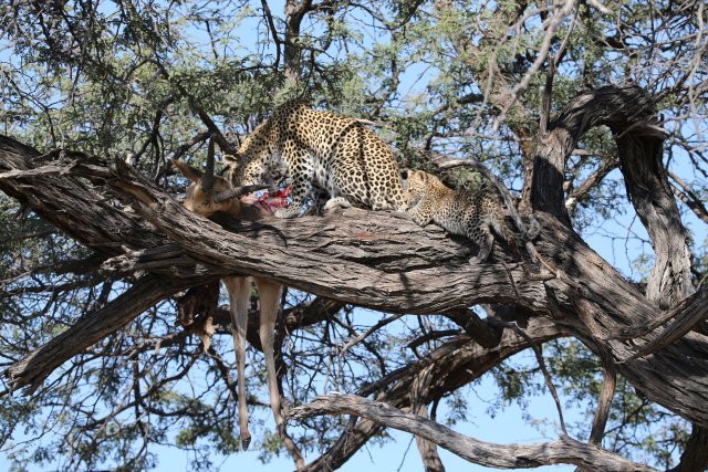 Leopardin mit Baby und Riedbock, Khwai-Gebiet