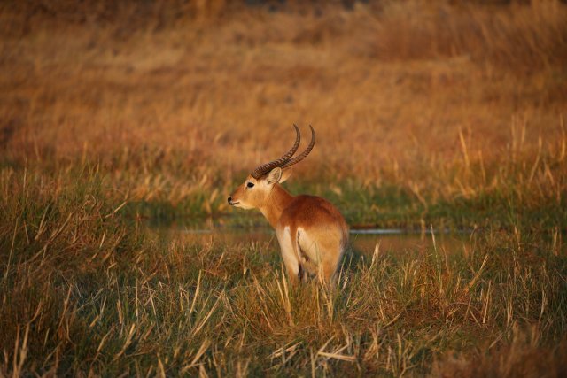 Rote Moorantilope, Khwai-Gebiet