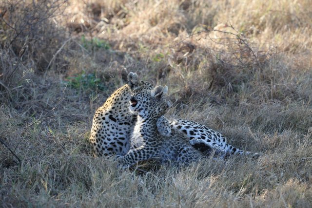 Leopardin mit Baby, Khwai-Gebiet