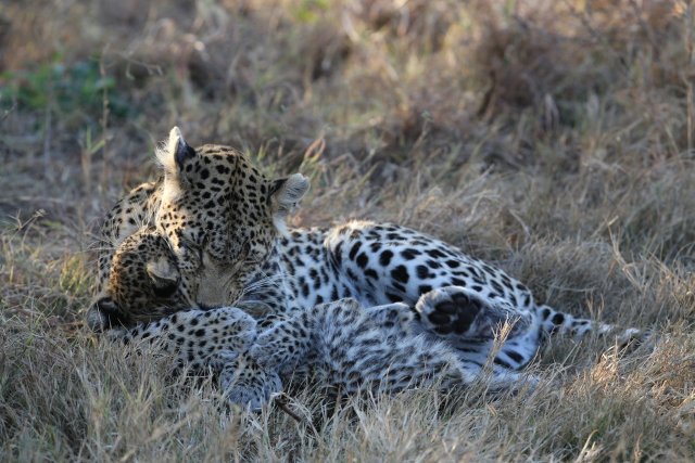 Leopardin mit Baby, Khwai-Gebiet