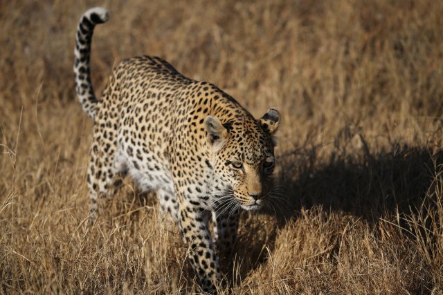 Leopardin, Khwai-Gebiet