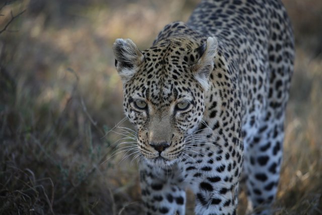 Leopardin, Khwai-Gebiet
