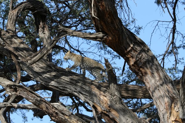 Leopardenbaby, Khwai-Gebiet