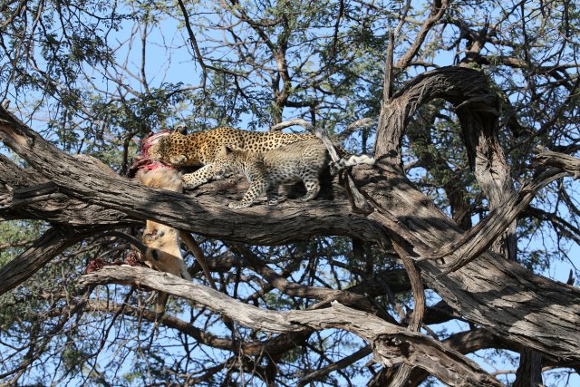 Leopardin mit Baby und Riedbock, Khwai-Gebiet