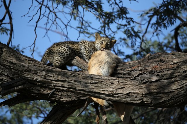 Leopardenbaby und Riedbock, Khwai-Gebiet