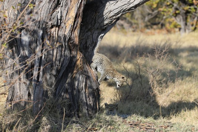 Leopardenbaby, Khwai-Gebiet