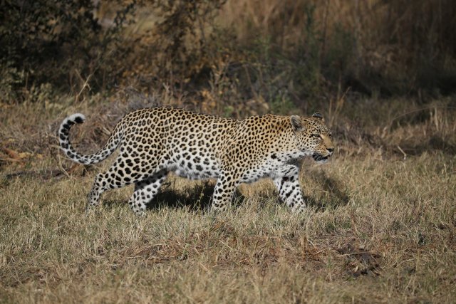 Leopardin, Khwai-Gebiet