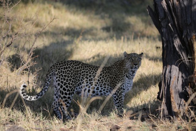 Leopardin, Khwai-Gebiet