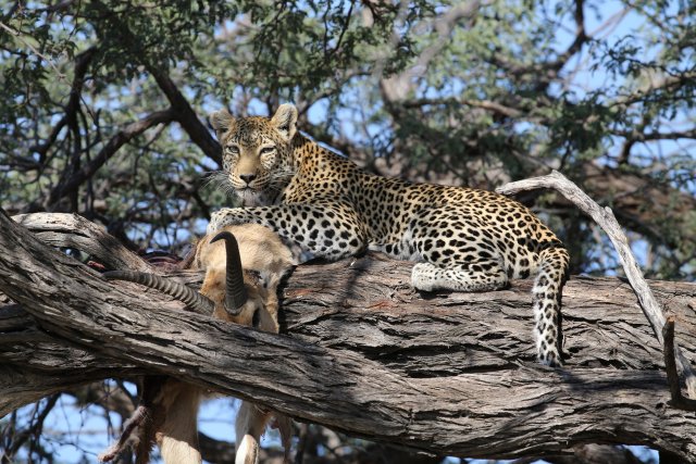 Leopardin und Riedbock, Khwai-Gebiet