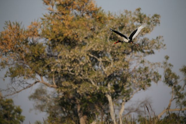 Sattelstorch, Okavango-Delta