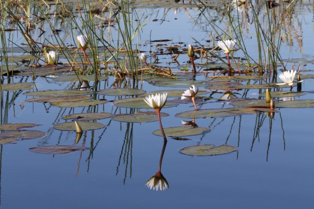 Seerosen, Okavango-Delta