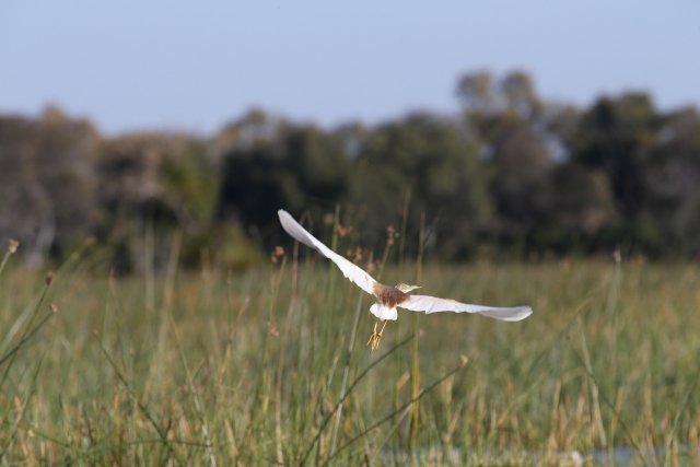 Rallenreiher, Okavango-Delta