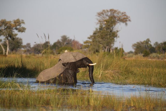 Elefant, Okavango-Delta