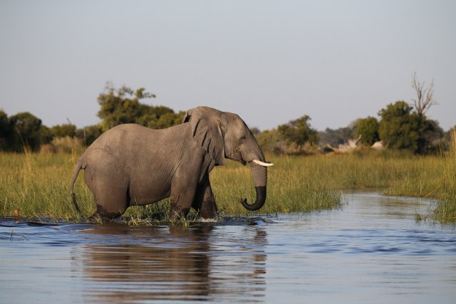 Elefant, Okavango-Delta