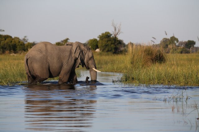 Elefant, Okavango-Delta