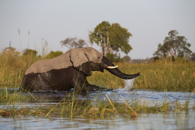 Elefant, Okavango-Delta