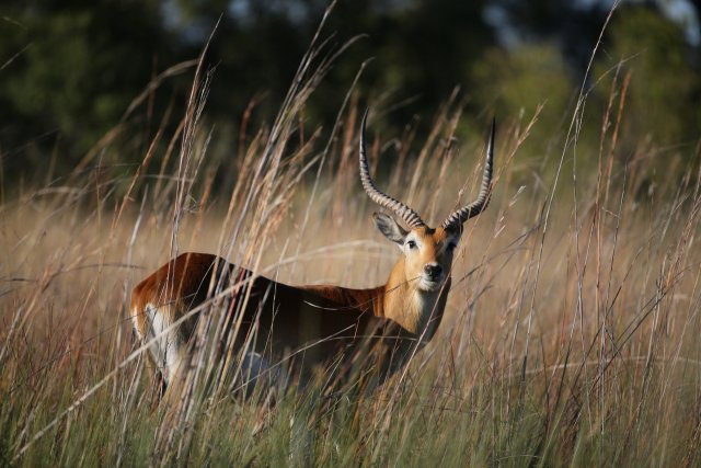Rote Moorantilope, Okavango-Delta