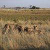 Löwenrudel beim Fressen, Chobe NP